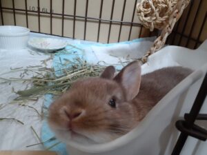 サクが三角でのっぺりしてる