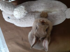 うさぎのすりっぱと一緒